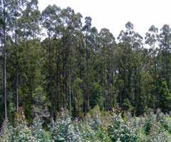 > > Preservation of eucalypt plantation trees within close proximity to permanent and temporary streams.