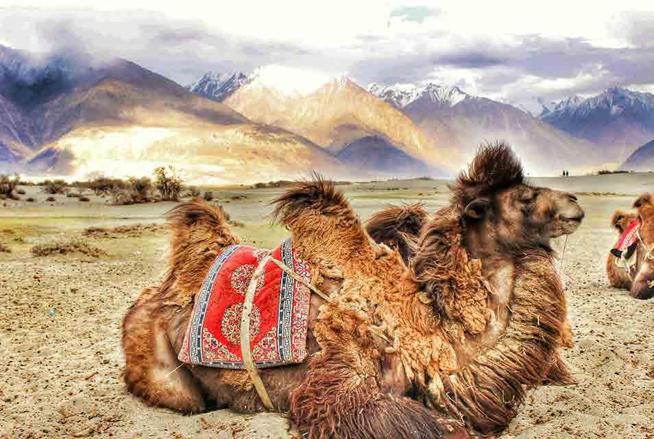 yet the most fascinating of all passes, and then, reach the picturesque Nubra Valley.