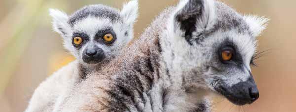 THE ITINERARY 15 Day Madagascar Wildlife Tour - Standard Itinerary Day 1 Australia - Port Louis, Mauritius Today depart from Sydney, Melbourne, Adelaide or Perth for Port Louis, Mauritius.