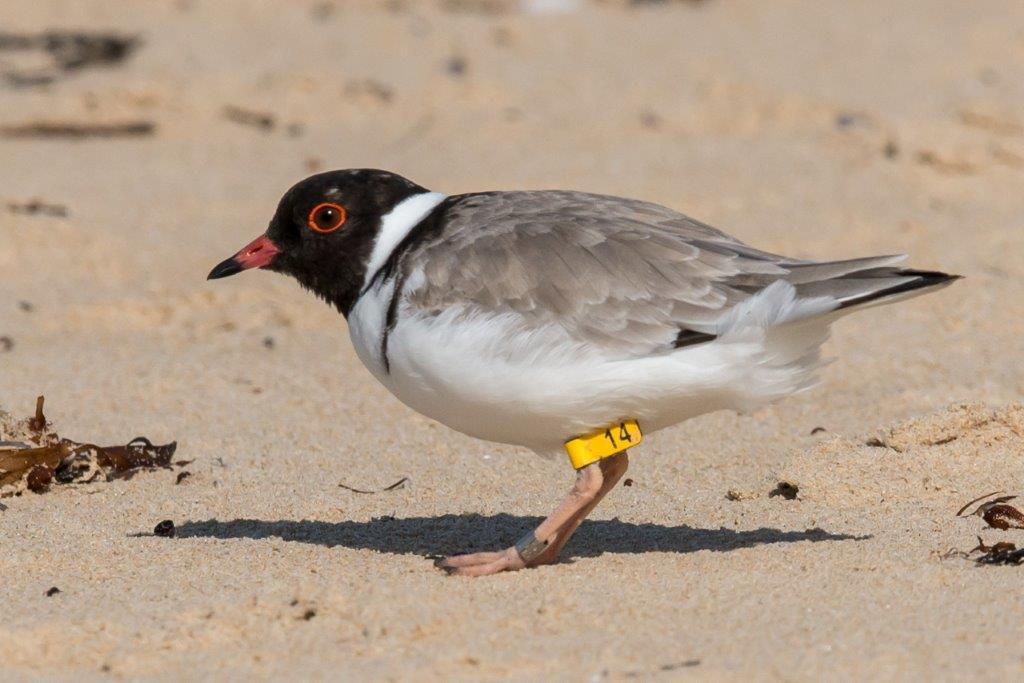 HOODED PLOVER The breeding started well: the first nest was found with 3 eggs by Beau at Woolamai SLSC west on 7/09/15, this was quickly followed by a nests at Elizabeth Cove and Anchorage Rd so by