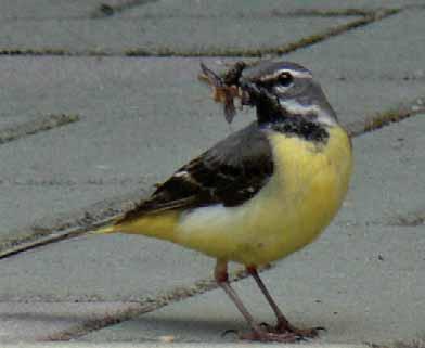 Ženke i mlade ptice odozdo su blago žute, a tamno pjegava prsa imaju samo mlade ptice. Gnijezdi dva puta tijekom godine od ožujka do lipnja.