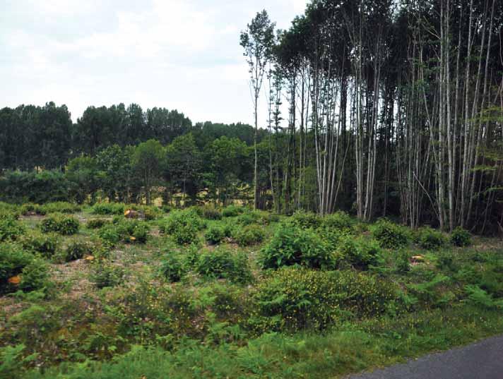ŠUMARSKI LIST, 7 8, CXXXVI (2012) 393 Državne šume se uzgajaju u visokom uzgojnom obliku, u dugim ophodnjama od najmanje 180 godina.