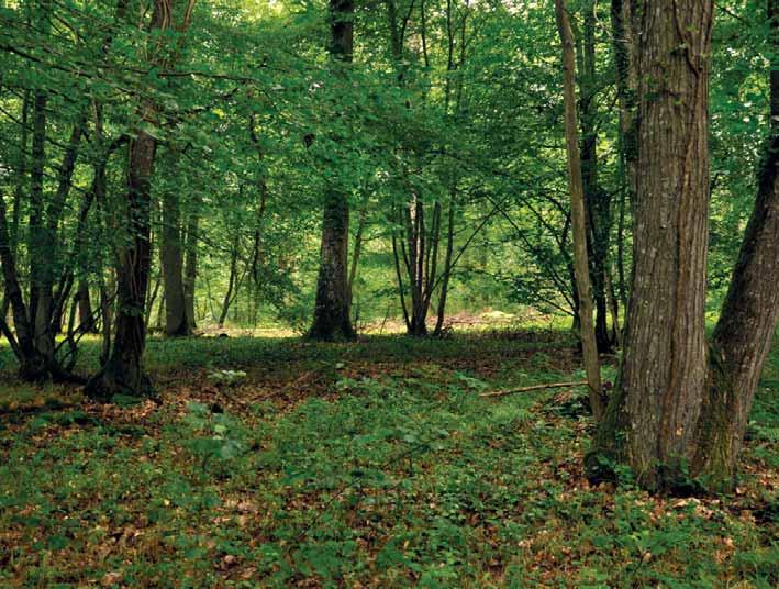 394 ŠUMARSKI LIST, 7 8, CXXXVI (2012) Gospodarenje privatnim šumama u srednjem uzgojnom obliku karakteriziraju duge ophodnje za glavnu vrstu drveća koja