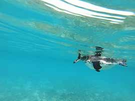Day 2 Isabela Island: Snorkel Day Tour to Cape Rose Tunnels or Turtle Island or 4 Hermanos / Biking Time **Destination may vary according to