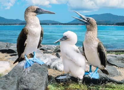 PRSRT STD U.S. Postage PAID Gohagan & Company Look for the unique and amazing naturally colored blue-footed booby along the rocky shores of the Galápagos Islands.
