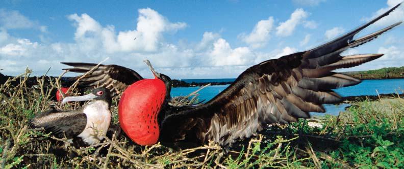 Watch for the magnificent frigate bird, one of the many different species of birds living on the Galápagos Islands, doing its unique mating dance.