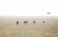 The area is also rich in other game as there is a permanent water source. Twice a year the migration of the wildebeest pass through this area on its migratory route.