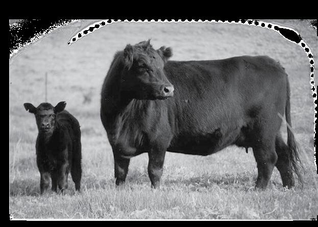 Over the years they have been very progressive in the industry by using the latest Angus genetics available through an extensive A. I. program. This will be one of the elite herds to be sold in 2009.