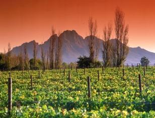 Cape Winelands On our Cape Winelands day tour we take you on a trip into the heart of the Cape Winelands, through breathtaking mountain ranges and fertile valleys.