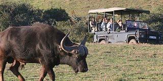 PRE-POST TOURS Garden Route Game Lodge - 3 nights of accommodation in rooms as stipulated above - Meals as stated above DBB + GD = Dinner, Bed & Breakfast + Game