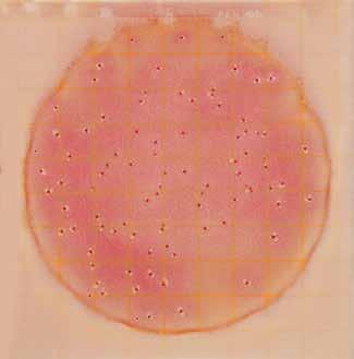 Figure 5 Figure 6 Coliform count = 90 The countable range on 3M Petrifilm High-Sensitivity Coliform Count Plate is less than or equal to 50 colonies.