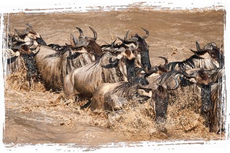 Each year, far south in the great vastness of the Serengeti, the wildebeest raise their dignified but quaint heads, sniff the air and, as if by one accord, start the long trek to the Kenya border and