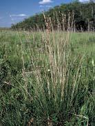 biodiversity of native grasslands.