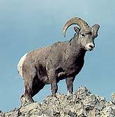 Mammal Rocky Mountain Bighorn Sheep, Ovis canadensis The bighorn sheep is a majestic, native Alberta animal.