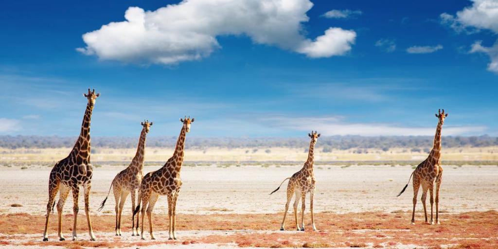 14 days Windhoek to Cape Town Travelling from the capital Windhoek, experience the very best of Namibia including wildlife rich Etosha National Park, the towering dunes of Sossusvlei and colonial