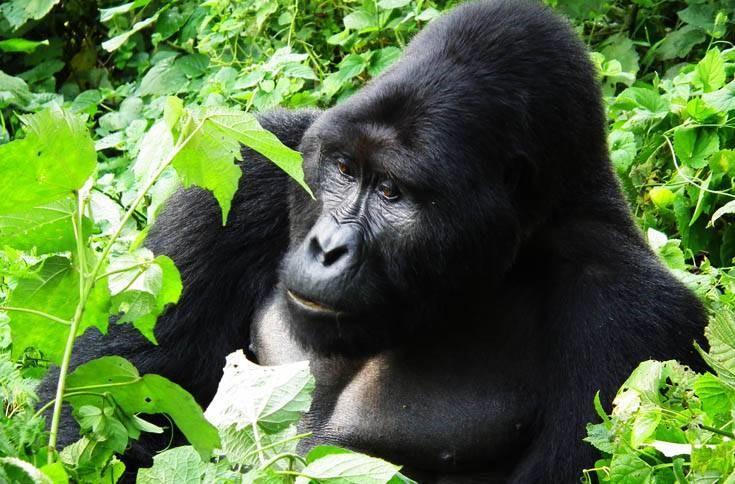 Mountain gorillas are the largest of the great apes. They live in family groups of 10 to 30 members. It is believed that there are less than 750 mountain gorillas left in the wild.