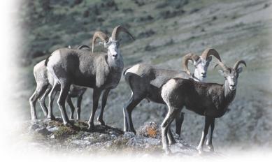 In summer, a variety of wildlife uses the alpine for forage, for breeding, and to escape predators and pests.