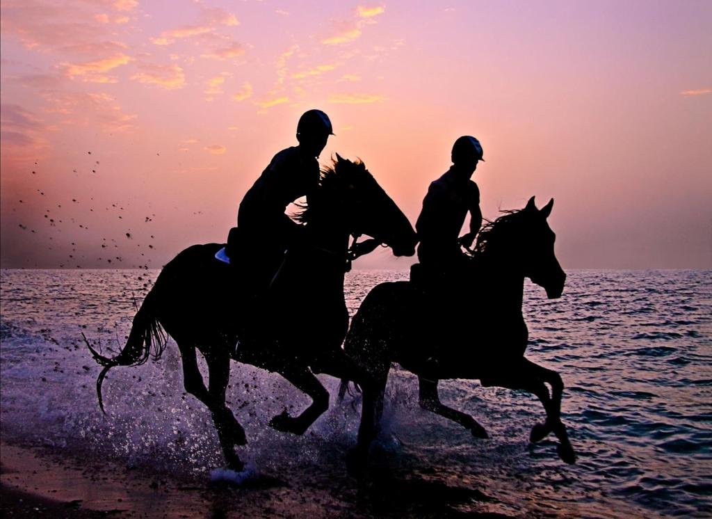 ENJOY FREEDOM. RIDE AN ARABIAN HORSE ON THE PARK OR AT THE BEACH TRANSFORM SLEEP INTO DREAMS.