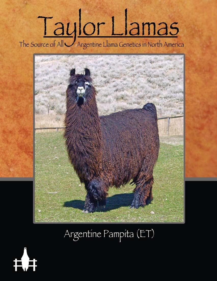 Weanling and juvenile pure Argentine llamas for sale.