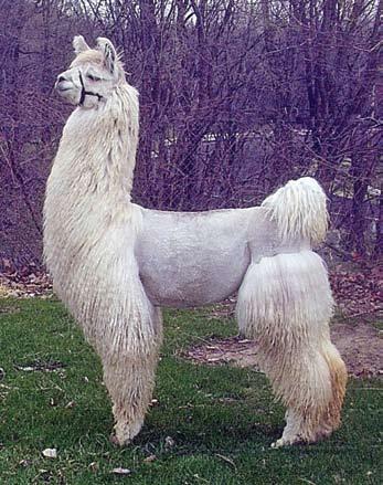 com co-owned with Natalie Langowski Did you see that llama? Oh my, what a beautiful animal! I have not ever seen such an exotic llama! Yes, there is excitement in the air!