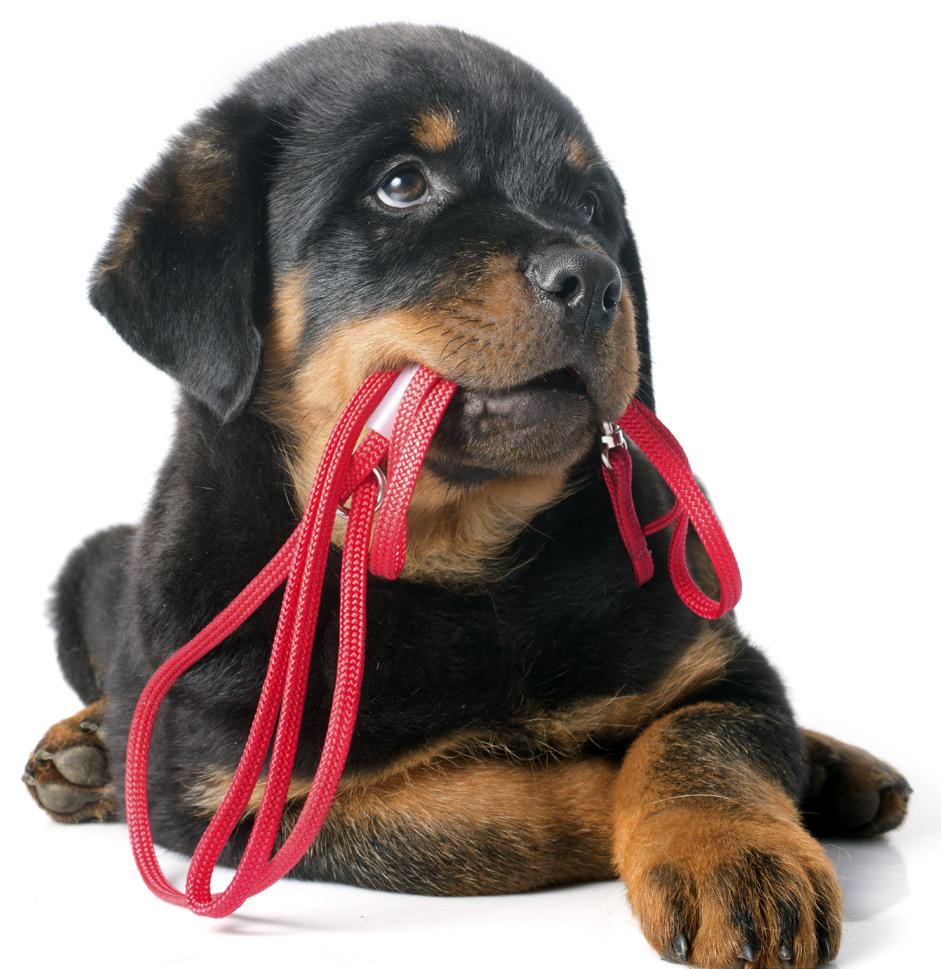OHIO STATE UNIVERSITY EXTENSION Not Just Knots Capstone Project Braided Dog Leash Skill level: beginner, immediate, advanced by Glenn Dickey, Member, International Guild of Knot Tyers, North American