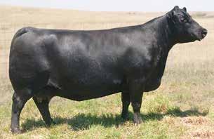 99 An excellent spring born heifer calf who is a paternal sister to Baldridge Bronc as she is sired by the proven calving ease specialist EF Commando 1366 and backed by the high maternal Madame Pride