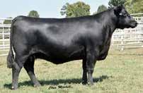 Their dam sold as the leadoff Lot 1 female of the Diamond Selections sale in 2016 and she is also the dam of the $20,000 one-half interest Lyle Lester Rance LLC and Deer Valley Farm donor, Deer
