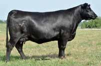 This blending of the $350,000 HA Cowboy Up 5405 with the high maternal Deer Valley Rita 1126 offers exciting genetics that will combine power and performance with breed-leading maternal and carcass