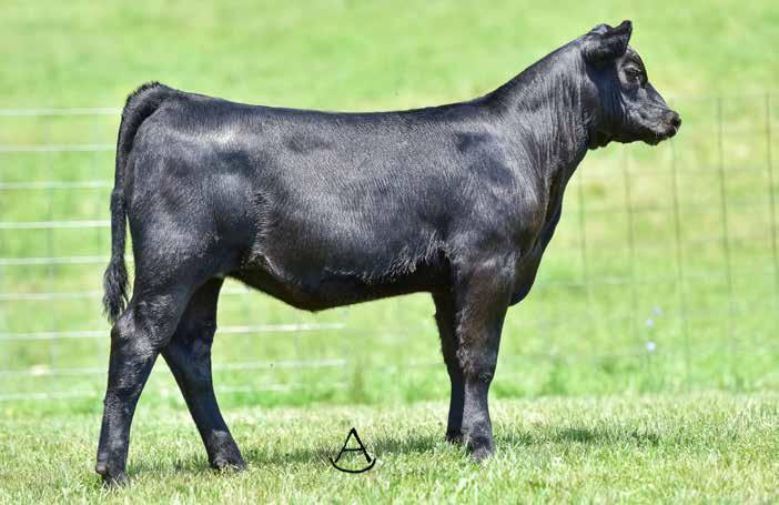 TROWBRIDGE PURE PRIDE FAMILY TROWBRIDGE PURE PRIDE 767 - This Deer Valley Old Hickory daughter sells as Lot 8 and is owned with Millcrest Angus. TROWBRIDGE PURE PRIDE 449 - The dam of Lot 8.