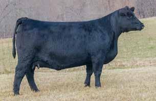 29 +1.2.45 +69.39 +111.34 +34.25 +.61 +.29 +132.48 An impressive high performance daughter of the $90,000 two-thirds interest Deer Valley Old Hickory backed by the high maternal Pure Pride cow family.