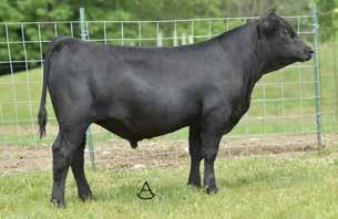 Forever Lady 57D donor. Her maternal grandam is also the dam of Boyd Resume 9008 who is a member of the Trowbridge Farms herd sire battery.