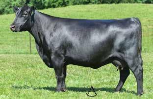 Double-digit CED and bred in cow power! Due to calve approx. 4/1/18 to THOMAS POWDER RIVER 9053.