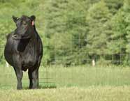 This female is bred for maternal superiority as she is double bred to Sitz Traveler 8180 and also double bred to BCC Bushwacker 41-93.