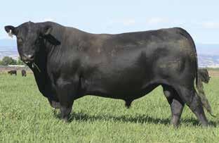 She ranks in the top 2% of the breed for CED EPD with a 3% ranking for Milk EPD and is in the top 5% for and 10% for MB traits.