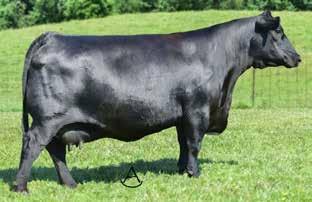 45 +67.39 +37.32 +.44 +.49 +101.93 This massive daughter of the calving ease sire Connealy IN Sure 8524 is one of the biggest ribbed, most massive females in the sale.