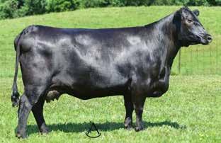 She offers double-digit CED ranking in the top 1% of the breed and is also in the top 2% of the breed for BW EPD with a 1% ranking for Milk EPD. Her 2017 Bull calf is being retained.