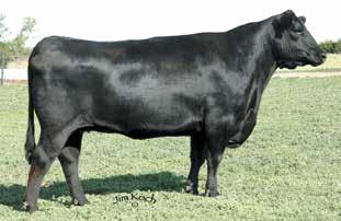 50 51 Calved: 03/17/2016 Cow 18441332 Tattoo: 1606 #+Werner War Party 2417 #Connealy Onward +RB Tour Of Duty 177 +BAAR USA Lady Jaye 489 +16984170 +BA Lady 6807 305 #Vermilion Dateline 7078 +GD Lady