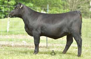 39 +9.32-1.5.45 +46.40 +77.36 +24.28 +.31 +.62 +95.24 Double-digit CED in this daughter of the Genex/CRI and Trowbridge herd sire, PVF Insight 0129.
