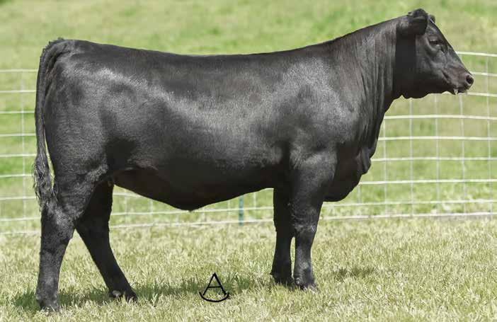 TROWBRIDGE LADY JAYE 57 TROWBRIDGE LADY JAYE 693 - This impressive Deer Valley Old Hickory daughter sells as Lot 57B.