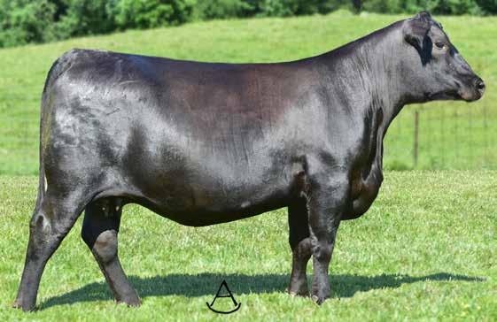 TROWBRIDGE FAMILY AFFAIR Big time growth and performance traits in this uniquely bred Ten X daughter produced from a daughter of Missing Link backed by the great Forever Lady cow family.