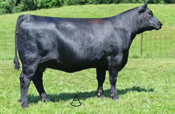 Will sell with a calf at side (Lot 58A) sired by DEER VALLEY OLD HICKORY.
