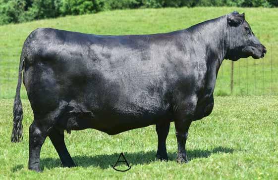 FALL CALVING FEMALES Double-digit CED in this direct daughter of the Pathfinder Sire Emblazon who ranks in the op 5% of the breed for CED EPD.