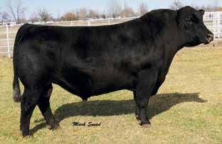 SCHIEFELBEIN ZEUS 3609 REF Thomas Navigator 5771 [D2F-M1F] Calved: 08/13/2015 Bull 18368554 Tattoo: 5771 #Connealy Consensus 7229 #Connealy Consensus Connealy Black Granite Blue Lilly of Conanga 16