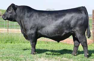 Two of his first daughters to sell are the impressive and stylish heifers who are Lots 4A and 4B in this sale.