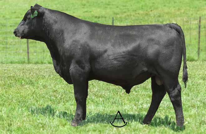 TROWBRIDGE DEFIANCE 6131 1 TROWBRIDGE DEFIANCE 6131 - This impressive maternal brother to JMB Traction 292 sells as Lot 1.
