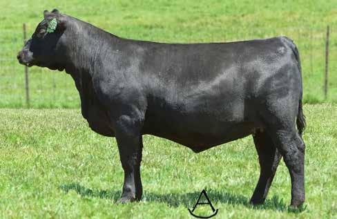 MATERNAL SIBLINGS TO TRACTION BASIN PAYWEIGHT 1682 - The sire of Lots 1, 1A, and 1B. TROWBRIDGE EMULOTA 6133 - She sells as Lot 1A. JMB EMULOTA 013 - The massive dam of Lots 1, 1A, 1B, 1C, and 1D.
