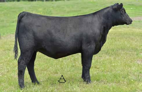MATERNAL SISTERS TO TRACTION VAR GENERATION 2100 - The sire of Lot 1C. TROWBRIDGE EMULOTA 6108 - She sells as Lot 1C. BARSTOW CASH The sire of Lot 1D.