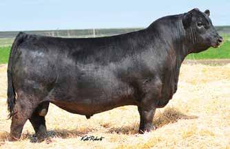 Elba Lizzy 564 is without question one of the breed s most impressive high performance, biggest ribbed daughters of Weigh Up to be found and she is a three-quarter sister to the $90,000 one-third