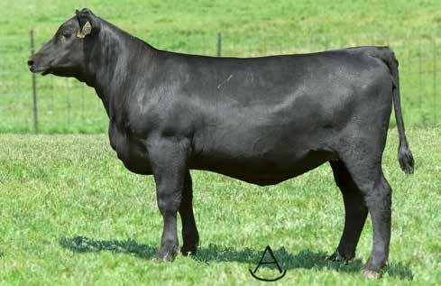 ELBA SISTERS SCHIEFELBEIN EFFECTIVE 61 His maternal sisters sell as Lots 3A and 3B. TROWBRIDGE ELBA 699 - She sells as Lot 3A. SCHIEFELBEIN ZEUS 3609 A full brother to the dam of Lots 3A and 3B.
