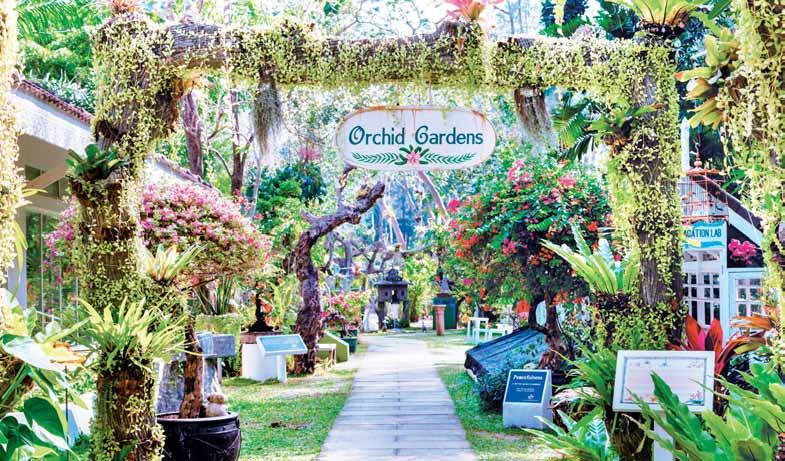 The resort is a traditional one by Phuket standards a white, low-rise crescent of three interconnected buildings, constructed in 1986, in grounds already transformed into Thavorn Palm Beach Resort at